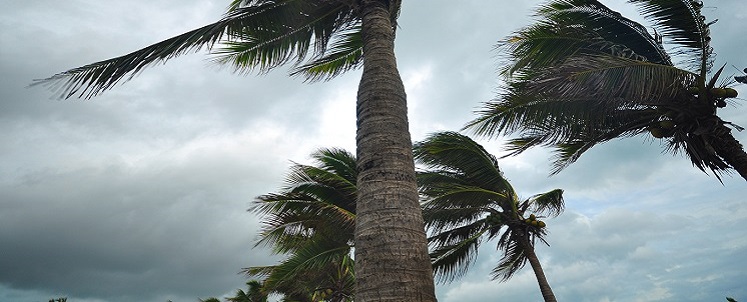 hurricane trees